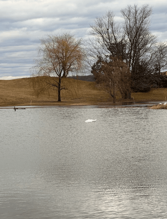 Elevated pond levels