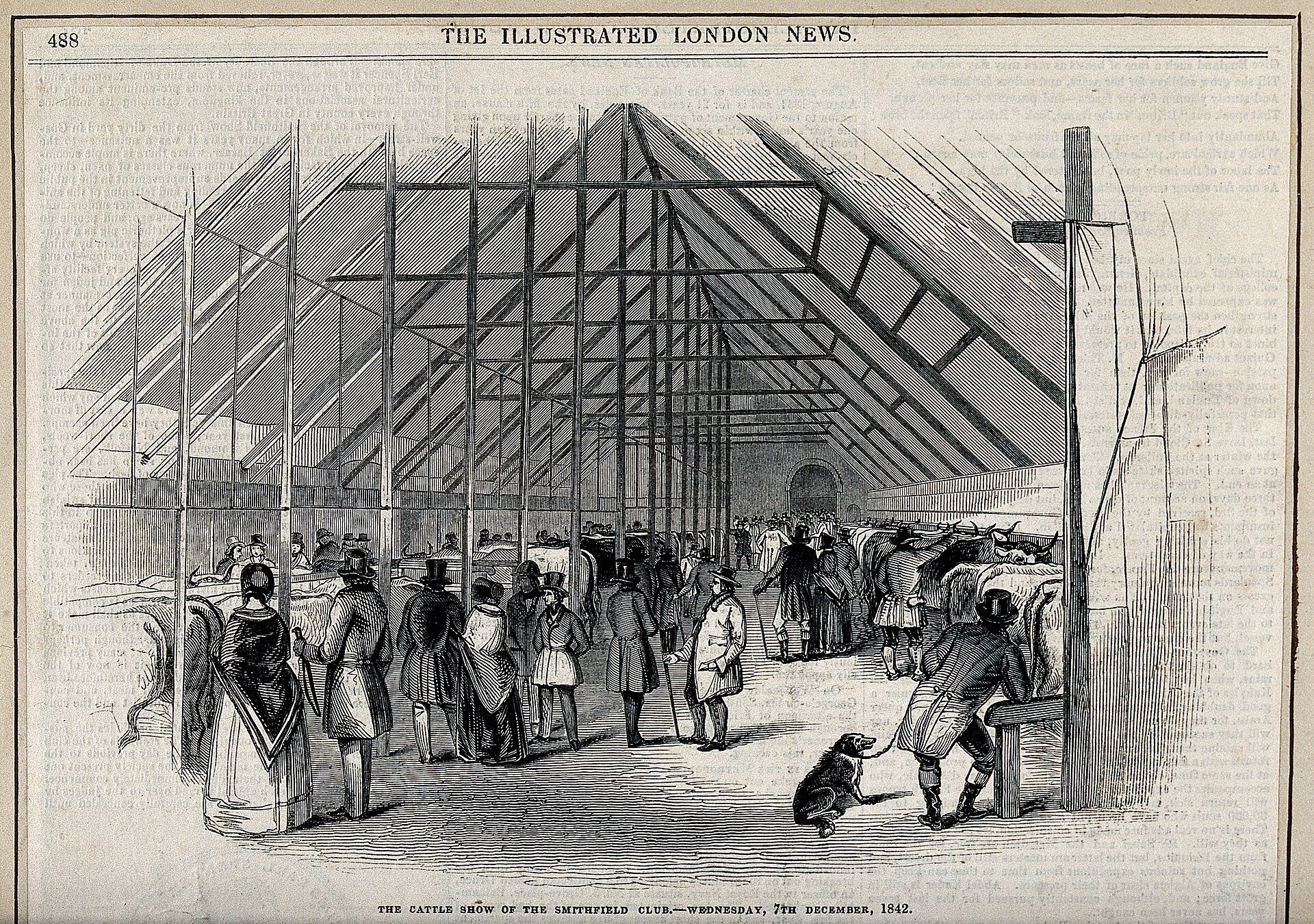 Visitors crowd a cattle show in London, 1842 - each seeing the animals from their own angle. Illustrated London News, via Wellcome Collection (CC BY 4.0).