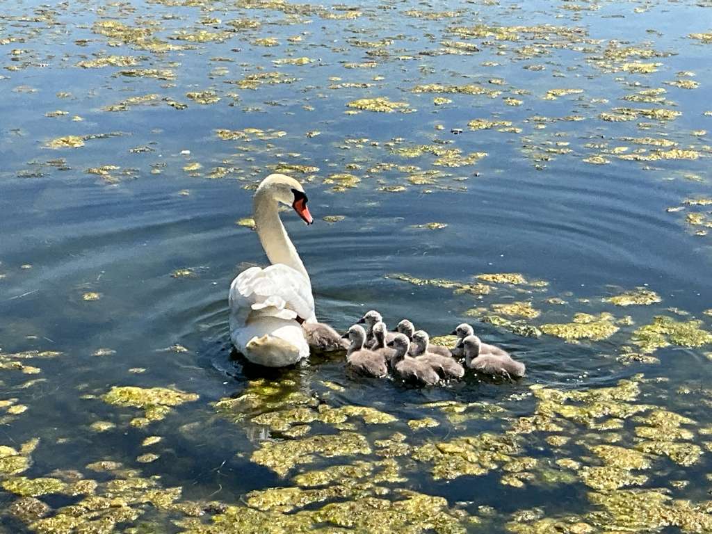 Centre Island resident photo