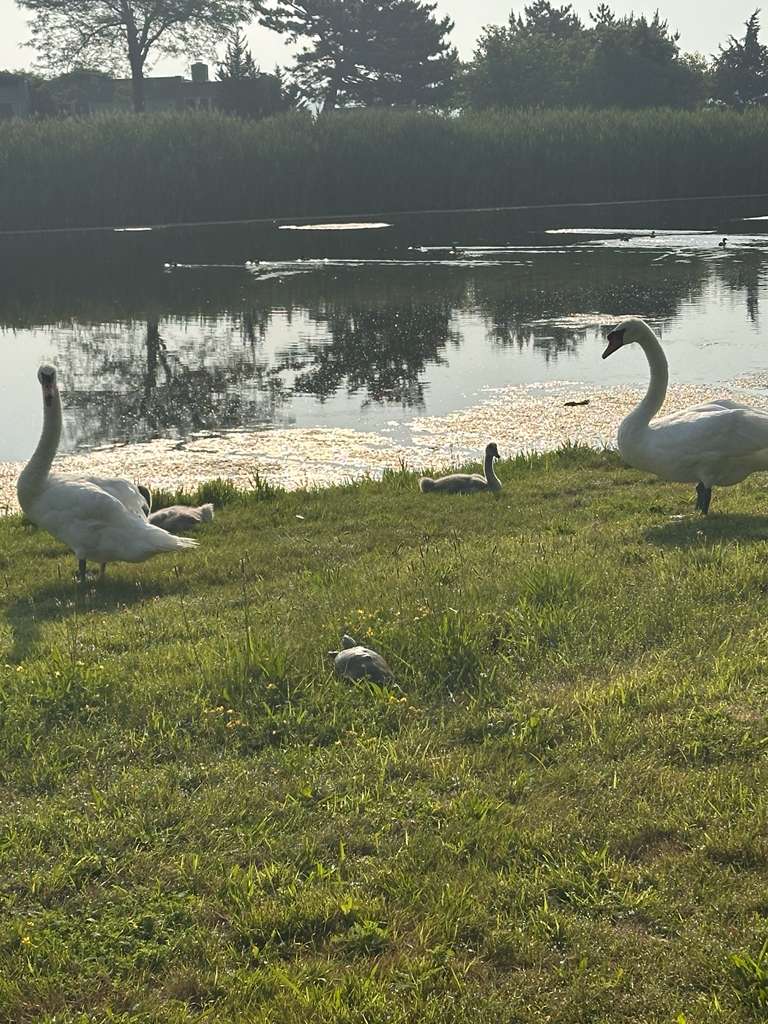 Centre Island resident photo