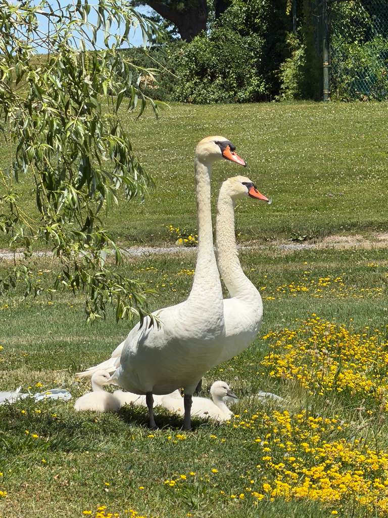 Centre Island resident photo